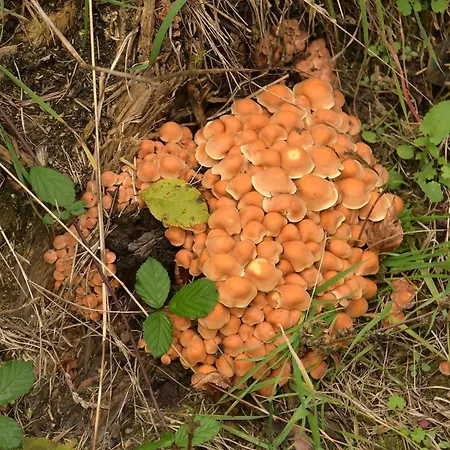 Glamping 02 Jurta Hnědá V Jablečném Sadu