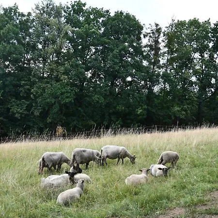02 Jurta Hneda V Jablecnem Sadu *