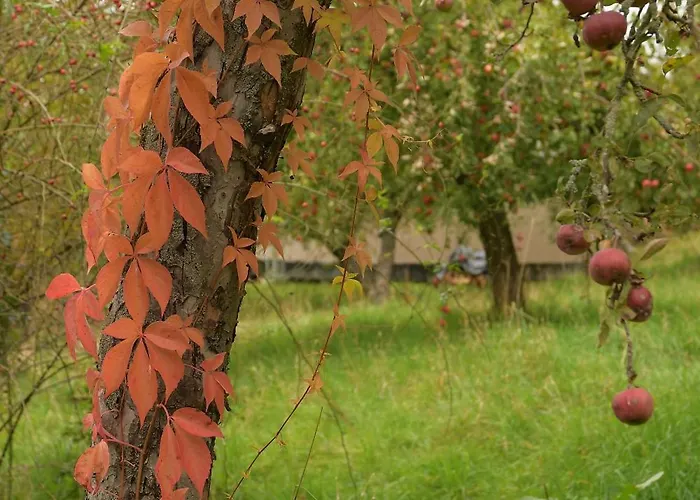 Luxusní stan 02 Jurta Hnědá V Jablečném Sadu