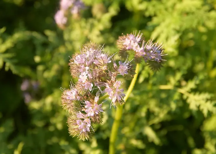 02 Jurta Hnědá V Jablečném Sadu Luxusní stan *